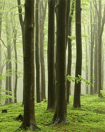 Forêts I Etude Agrifrance 2019 I BNP Paribas Wealth Management