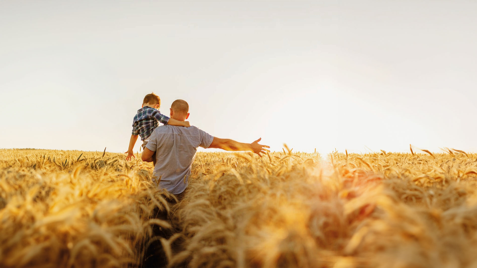 A hand in a field of wheat