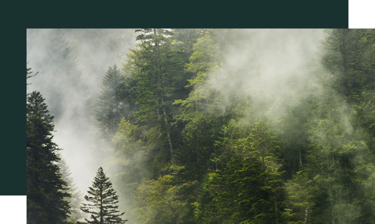 A coniferous wood forest